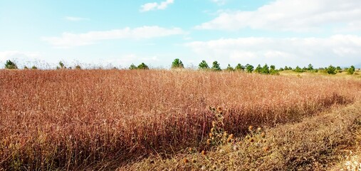 field of wheat