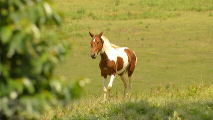  Pampa horse in pasture in the state of Minas Gerais, Brazil