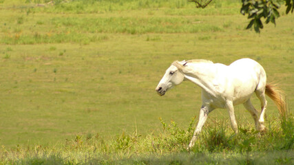  White horse on pasture in the state of Minas Gerais, Brazil