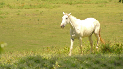 Obraz na płótnie Canvas White horse on pasture in the state of Minas Gerais, Brazil