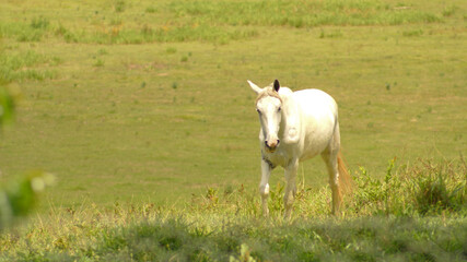  White horse on pasture in the state of Minas Gerais, Brazil