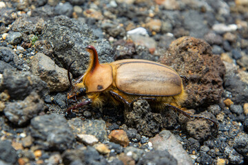 Elephant beetle  (Megasoma elephas)