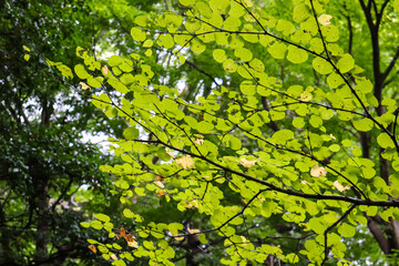 グリーン 葉っぱ 森