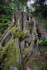 autumn season in kyoto city, japan
