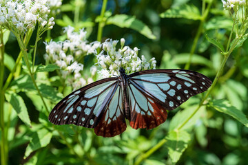 アサギマダラとフジバカマ