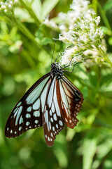アサギマダラとフジバカマ