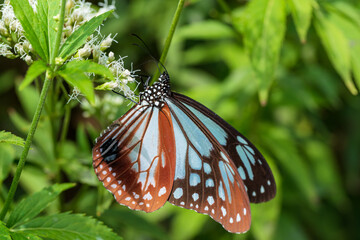アサギマダラとフジバカマ