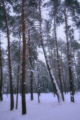 forest in winter