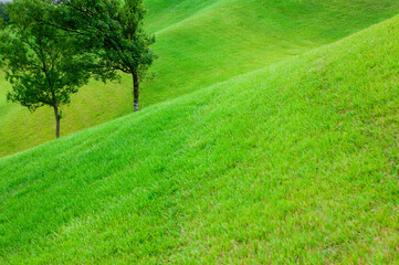 ゴルフ場の芝生