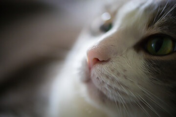 Pink cat nose close-up, macro photo
