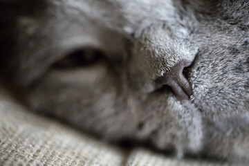 Grey cat nose close-up, macro photo, soft focus