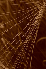 strings
by frostklamm