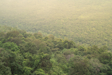 Fog covering a mountain covered in trees and plants,rainforest tropical background