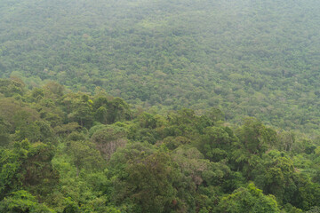 Fog covering a mountain covered in trees and plants,rainforest tropical background