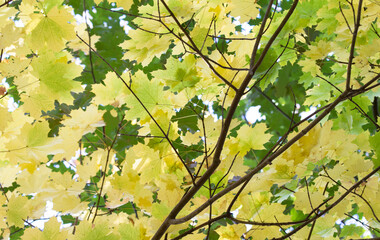 Yellow and Green Maple Leaves