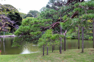 松 日本庭園 池