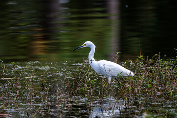 Snowy Egret Hunting at Edge of Water