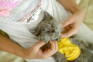 Hands stroking fluffy gray cat. Cute cat in the lap of child.Russian blue cat at home. Friendship with feline.Kitten with yellow shirt napping.Life with pet animal at home.