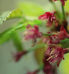 Japanese cherry blossom at early spring