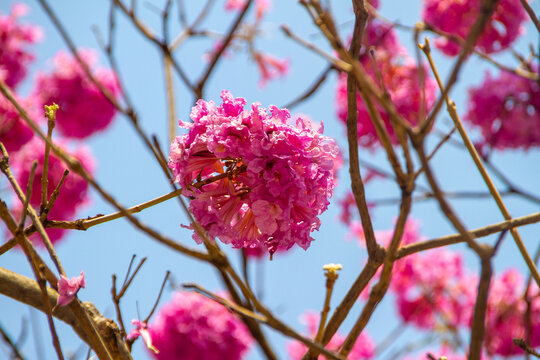 Flowers of a purple ipe, with a beautiful blue sky