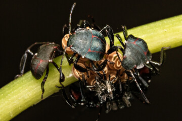 Macro