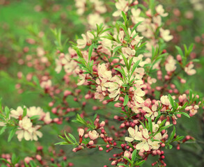 beautiful pink flowers in the garden