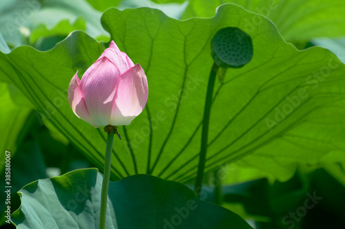 開き始めた蓮のつぼみと種を熟成中の花托 Wall Mural Paylessimages