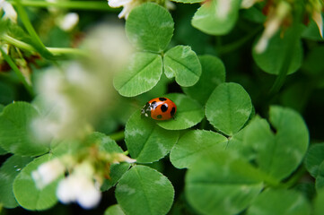 ｼﾛﾂﾒｸｻの葉を食べている七星ﾃﾝﾄｳﾑｼ