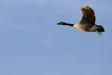 Canada Goose in flight