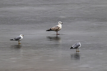 Seagulls on ice