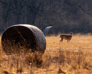 Deer with hay bales