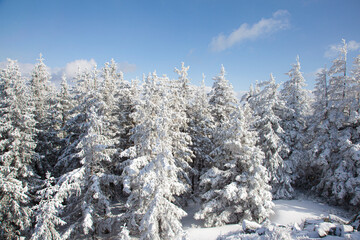 Snow covered pine forest winter frozen snowy frost texture nature christmas background