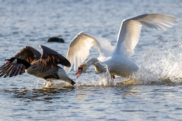 Swan Chasing Goose