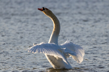 Swan with open wings