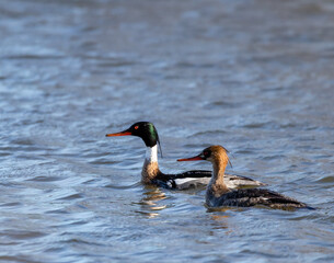 Red Breasted Merganser pair