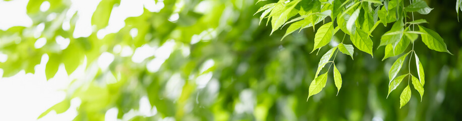 Closeup of green nature leaf on blurred greenery background in garden with bokeh and copy space using as background cover page concept.
