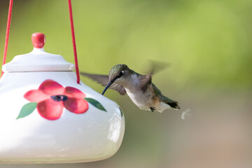 Feeding Hummingbird