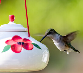 Hummingbird Feeding 