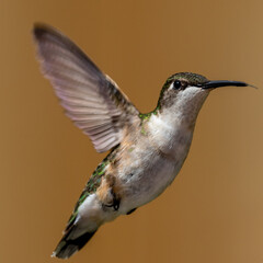 Hummingbird in Flight