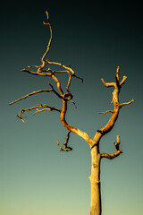 bare tree blue sky