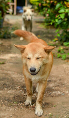 golden retriever dog