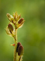Mimosa pudica flower branch with green background