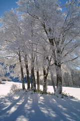 Fototapeta premium 霧氷