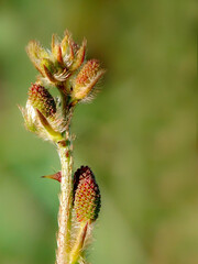 Mimosa pudica flower branch with green background