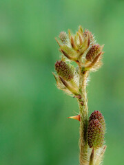 Mimosa pudica flower branch with green background