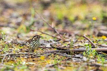 A small well-camouflaged very heavily streaked ground-dwelling bird known as a Speckled Warbler (Chthonicola sagittatus)