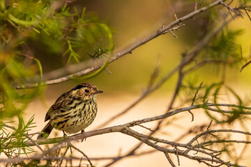 A small well-camouflaged very heavily streaked ground-dwelling bird known as a Speckled Warbler (Chthonicola sagittatus)
