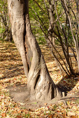 An ornate, twisted tree trunk against the background of autumn fallen leaves.