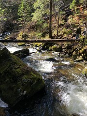 Obraz premium stream in the forest