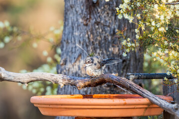 Grey Fantail (Rhipidura albiscapa) on a branch above a bird bath. Both sexes are similar in appearance: plumage is grey above, white eyebrow, throat and tail edges.
